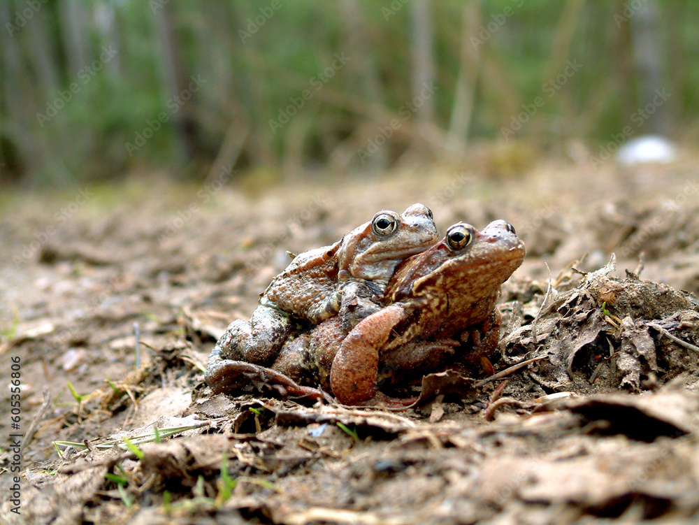 Obraz premium A pair of frogs during the spring mating season.