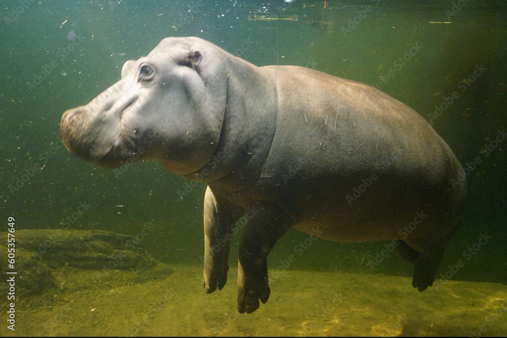 Hipopotam pod wodą - obrazy, fototapety, plakaty 