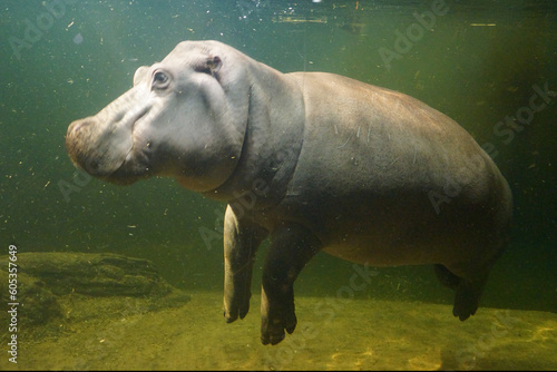 Hipopotam pod wodą