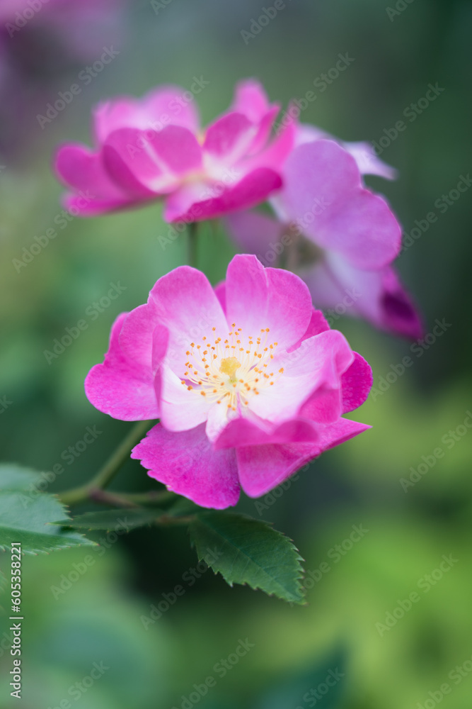Obraz premium 薔薇