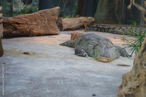 Krokodyl ZOO