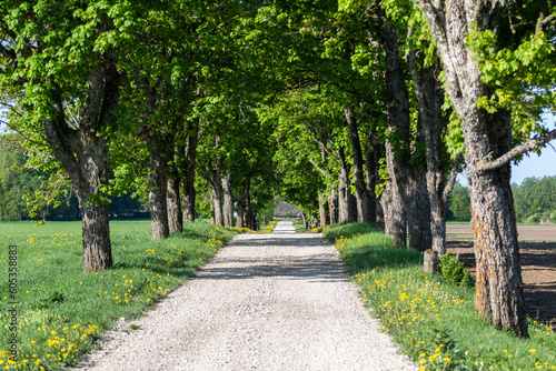 Beautiful spring morning of May 2023 looking down a scenic road leading to a number of local farms on the outskirts of a small rural town of Tapa, The scene showing trees blossoming and green grass