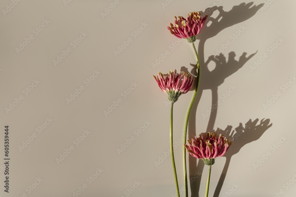 Beautiful pink gerber flowers with sunlight shadows on neutral pastel tan beige background. Aesthetic minimal floral composition with sun light shade