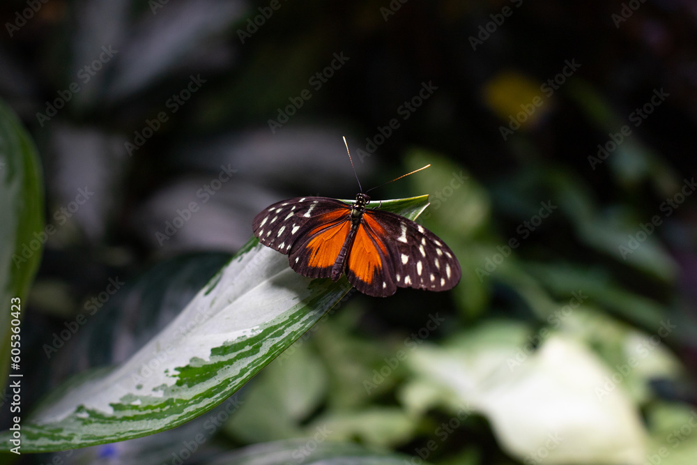 Fototapeta premium gros plan sur un papillon exotique multicolore posé sur une fleur dans un jardin botanique
