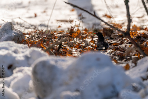 blackbird among dead leaves and snow