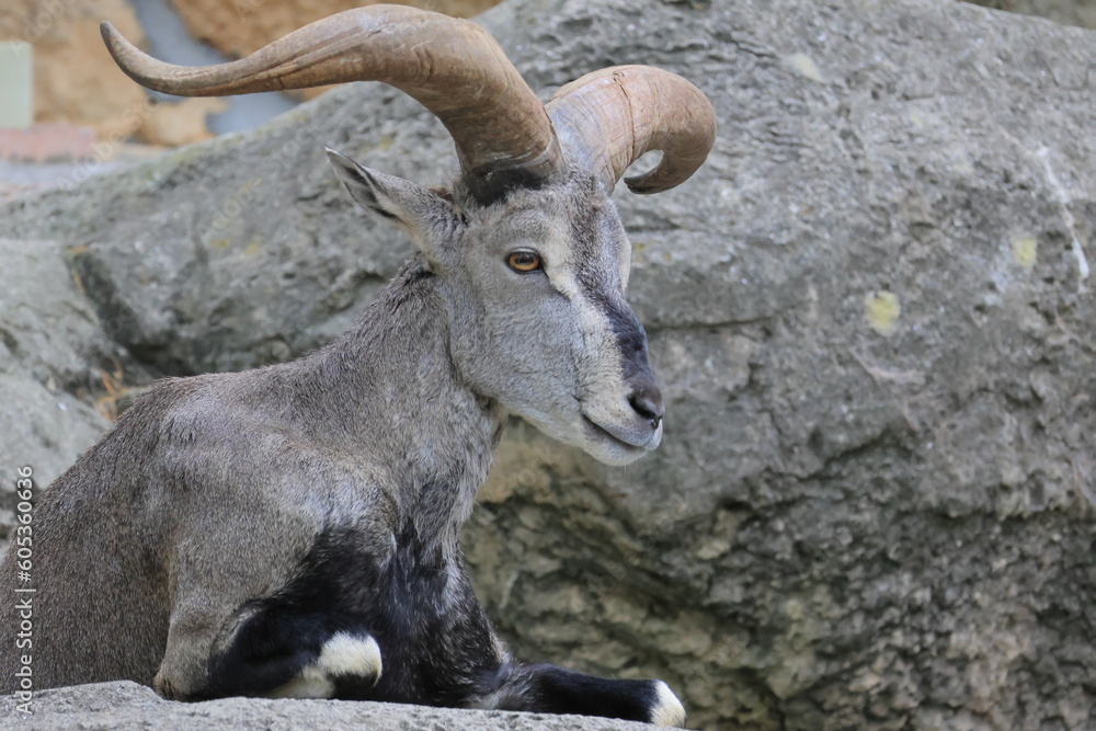 スーチョワンバーラル