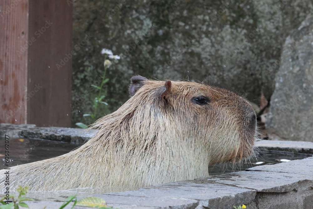 カピバラ カピバラ