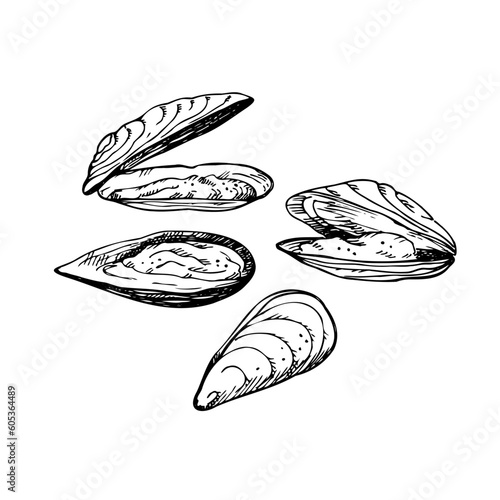 Mussels. Hand drawing with seashells, seafood. Set with clams. Sketch style. Design element. For packaging, template, menu, print.  art illustration