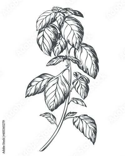 Basil on a white background in retro style. A popular seasoning in Italian, Greek and Provencal cuisine. Branch in engraving style. Spices botanical vector illustration.