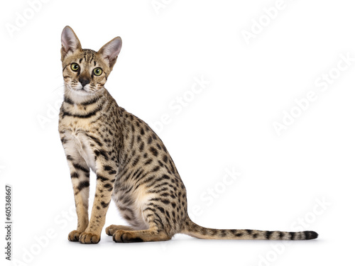 Foto Beautiful F5 Savannah cat sitting up side ways