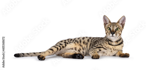 Beautiful F5 Savannah cat laying down side ways. Looking curious straight at camera. Isolated on a white background.
