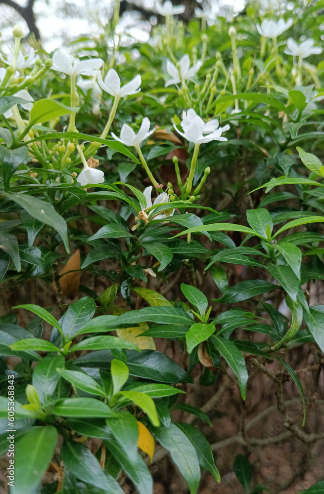Nature view, beautiful flowers in the garden Nature view, beautiful flowers in the garden