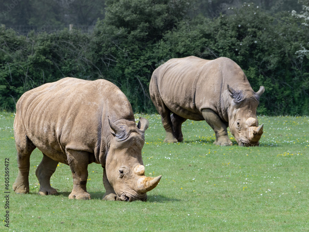 Obraz premium white rhino and calf