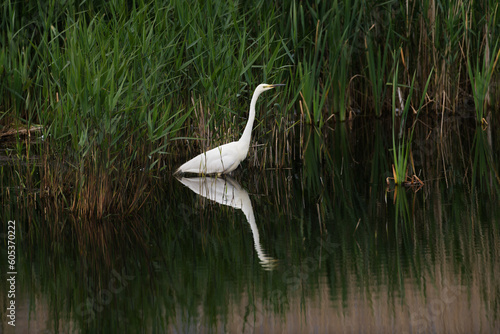 Great Egret hunting in water ducks at feet