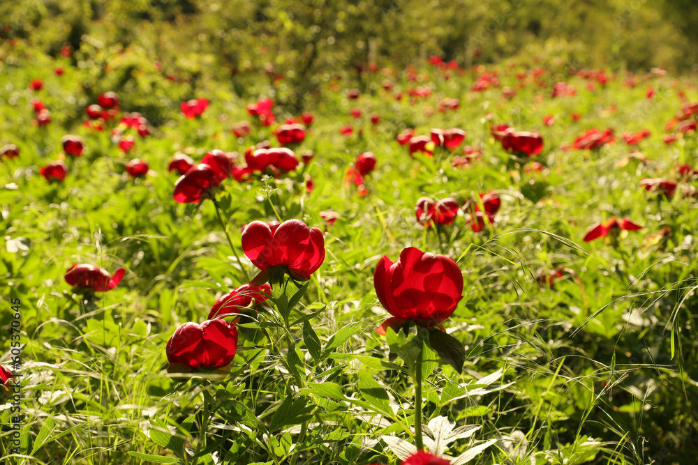 Obraz premium Wild peony (Paeonia peregrina romanica) in a forest nearby the Enisala fortress in Dobrogea. The Romanian Parliament declared through a law that this flower should be the national flower of Romania.
