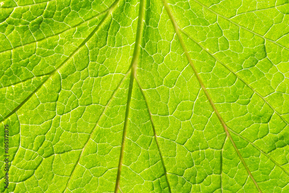 Green leaf texture. Natural enviroment vibrant background. Plant macro veins pattern. Backlight texture. Nature background. Closeup details of a leaf. Green leaf texture. Natural enviroment vibrant background. Plant macro veins pattern. Backlight texture. Nature background. Closeup details of a leaf.