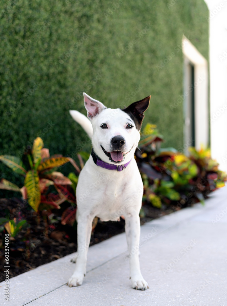 One adorable black and white adult mixed breed dog with a smiling face sticking out the tongue looking at the camera wearing a collar during the day in front of a house on the sidewalk
