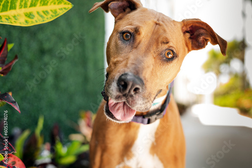 Portrait of one brown mixed breed dog wearing a collar sticking out the tongue looking at the camera by plants during a sunny day