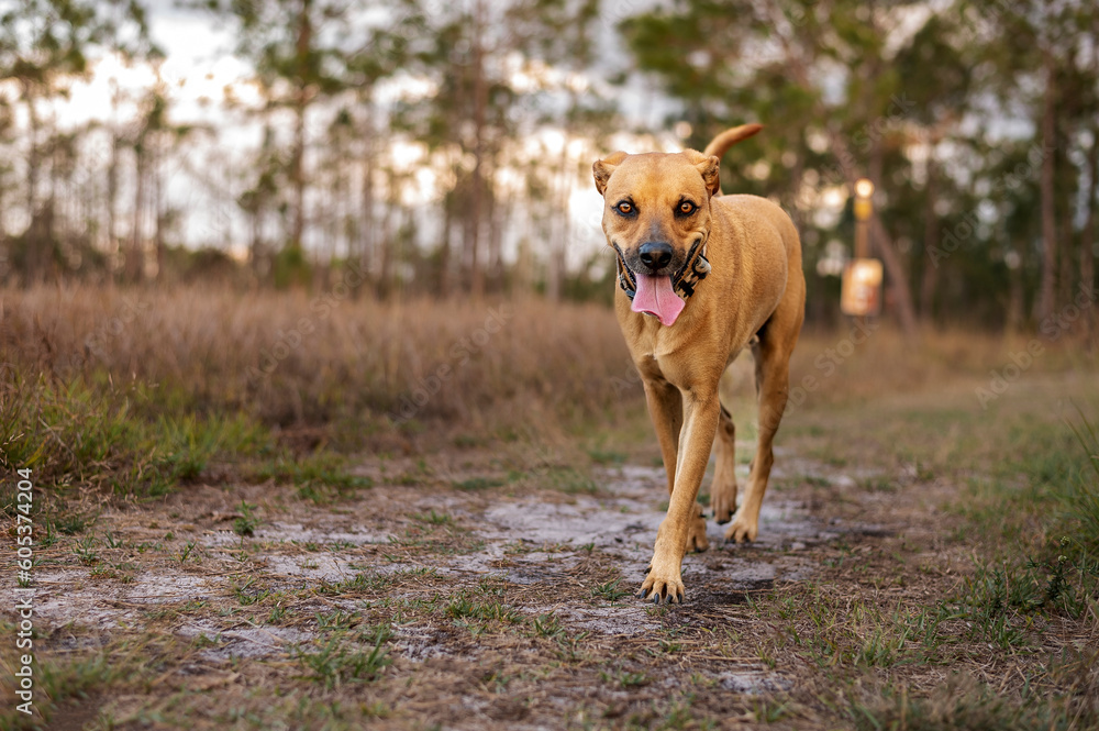 One brown adult mixed breed dog wearing a collar walking towards the camera on the sand sticking out the tongue looking at the camera on the beach during a warm summer day