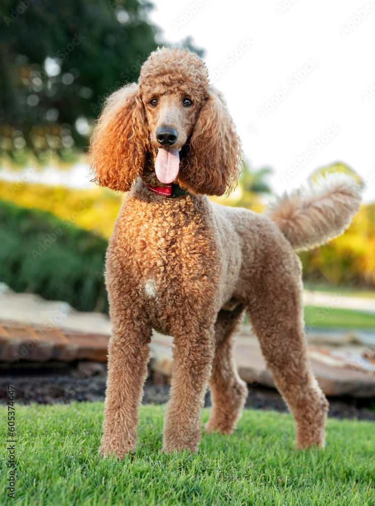 One brown adult Royal Standard Poodle wearing a red collar looking at the camera sticking out the tongue at the park in a sunny afternoon with plants and trees in the background