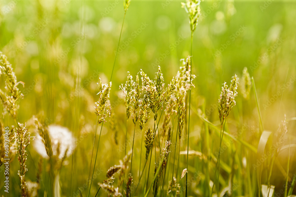 Spring meadow plants in beautiful sunlight Spring meadow plants in beautiful sunlight