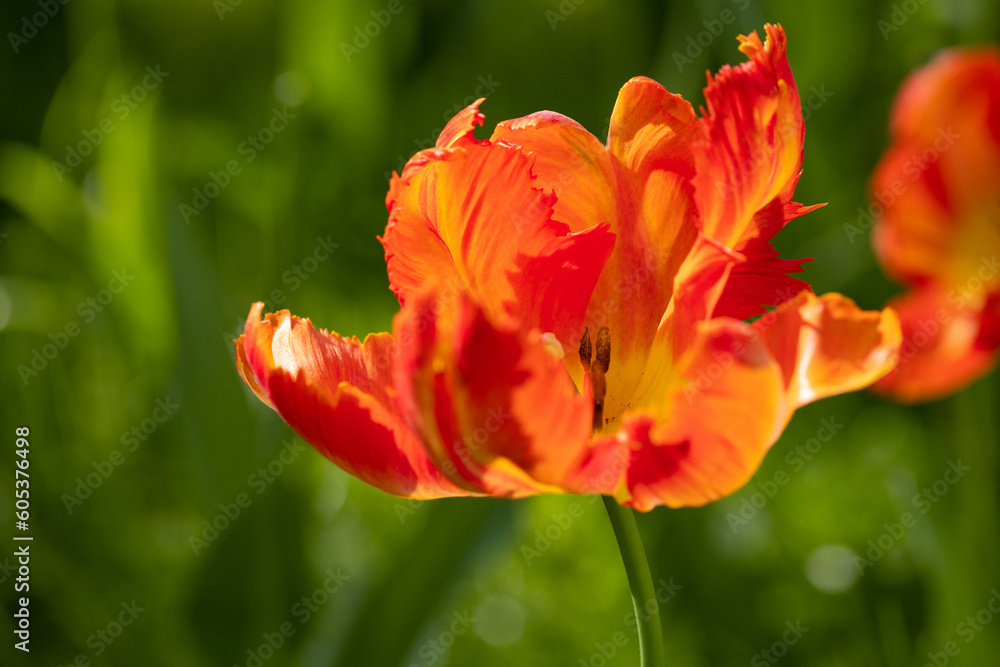 Many blossoming red tulips, flower field