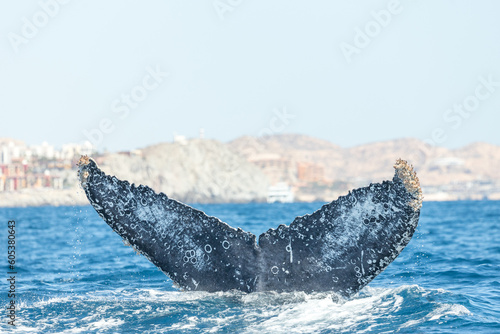Happy whales in whale watching tours