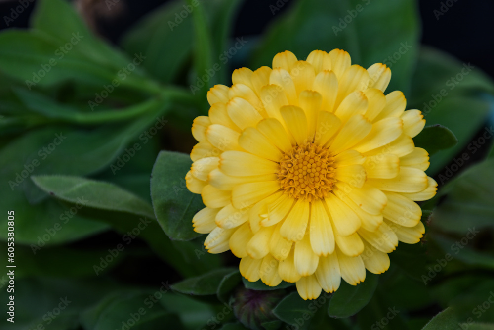 Closeup view of Yellow Calendula flower Closeup view of Yellow Calendula flower