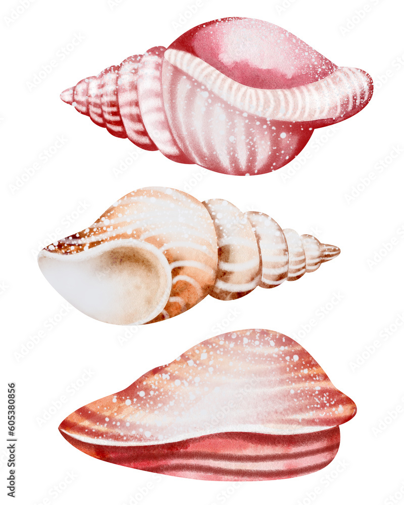 Set of Seashells on isolated white background, watercolor illustration, sea clipart
