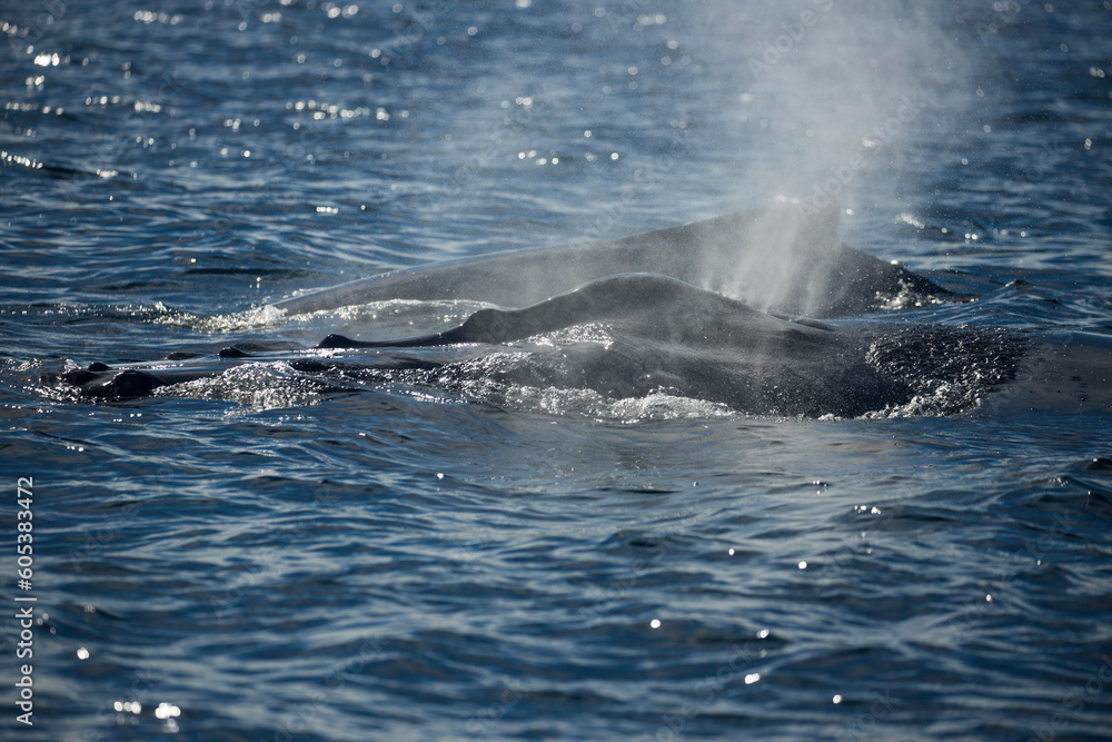 Fototapeta premium Famous whale on a whale watching tour