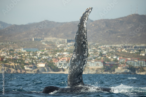 Famous whale on a whale watching tour © Rui