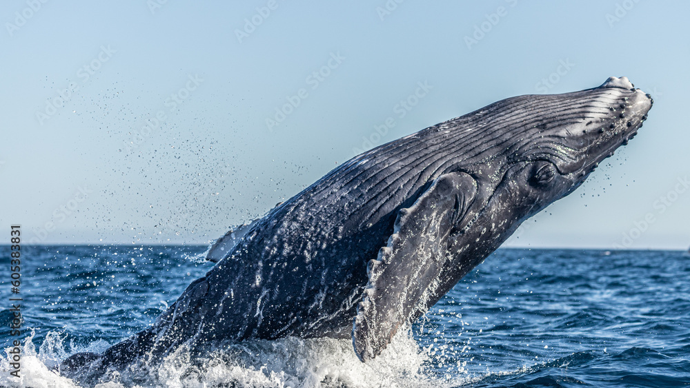 Fototapeta premium Famous whale on a whale watching tour