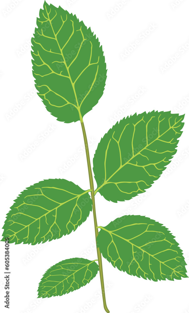 Fototapeta premium Green leaves handmade vector design