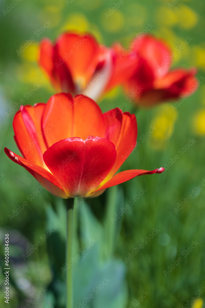 Red tulip flowers on a sunny day, close-up vertical photo