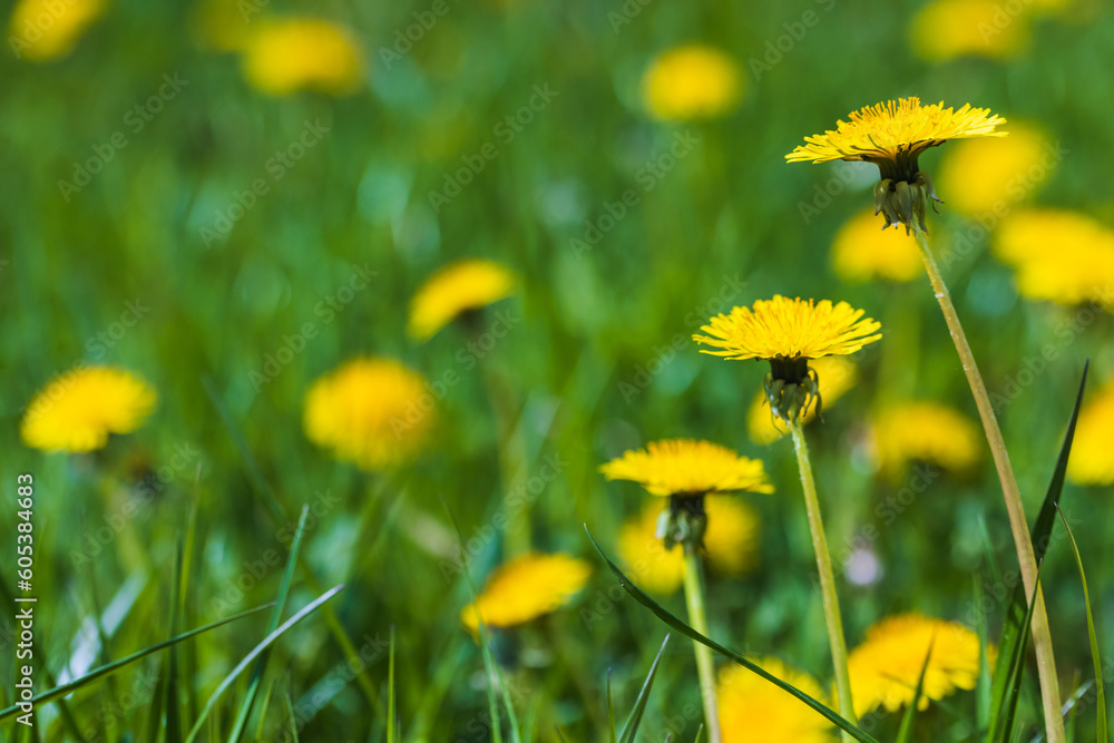 Fototapeta premium Yellow dandelion flowers on a sunny day. Close up photo