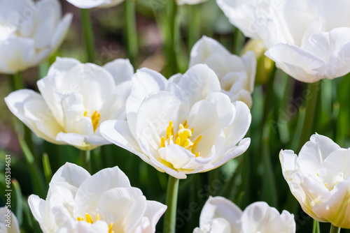 White tulip flowers grow in a spring garden, close-up photo