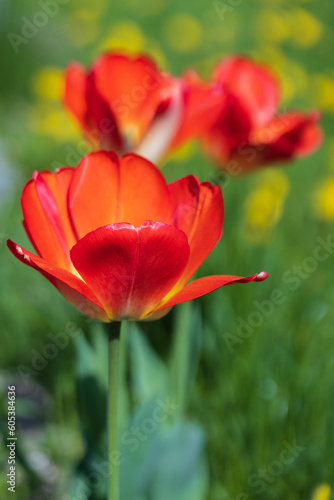 Red tulip flowers on a sunny day  close-up vertical photo