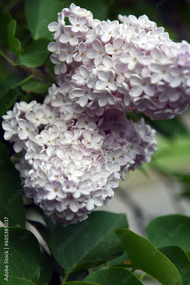 Lilac flowers in spring