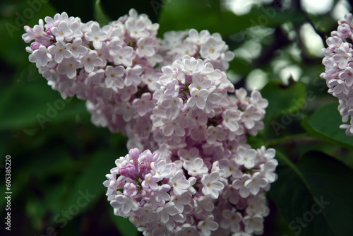 Lilac flowers in spring