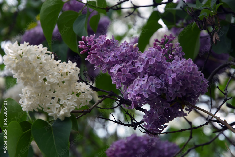 Lilac flowers in spring