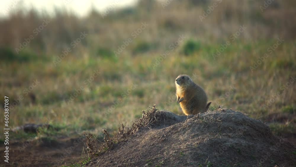 Prairie dog amid gnats on burrow at sunset Prairie dog amid gnats on burrow at sunset