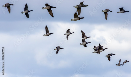 Fotografia Group light bellied Brent Geese Branta bernicla hrota in flight, flying free i