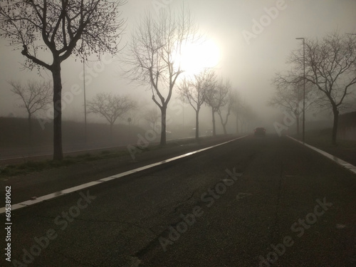 Autumn: Morning mists and bare trees