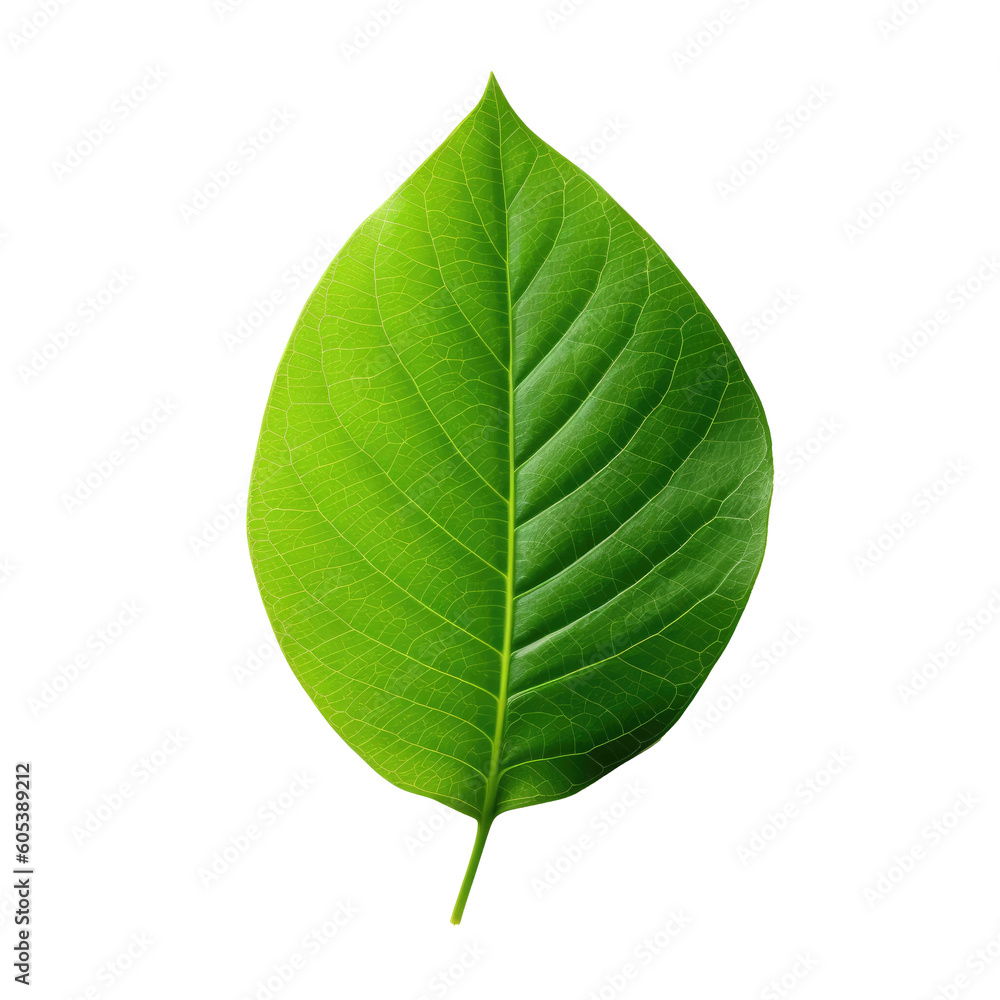 Green leaf isolated on white background with clipping path. Top view. Flat lay. Created with Generative AI tools Green leaf isolated on white background with clipping path. Top view. Flat lay. Created with Generative AI tools