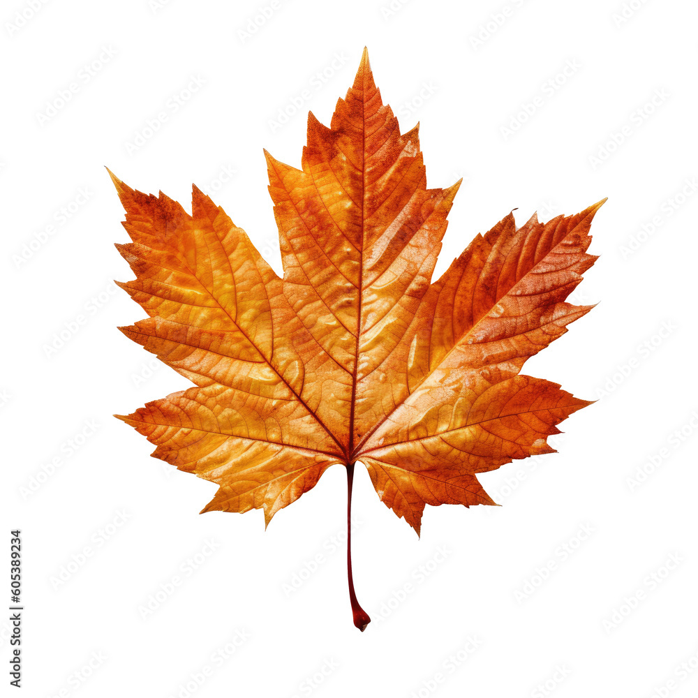 Fototapeta premium Autumn maple leaf isolated on white background. Flat lay, top view. Created with Generative AI tools