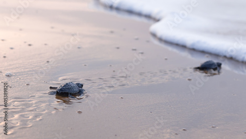 Photos Olive Ridley turtle hatchling crawling on sand of sea beach towards the ocean leaving mark on sand