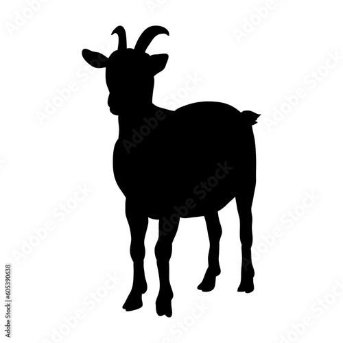 kambing sheep qurban sillhouette photo