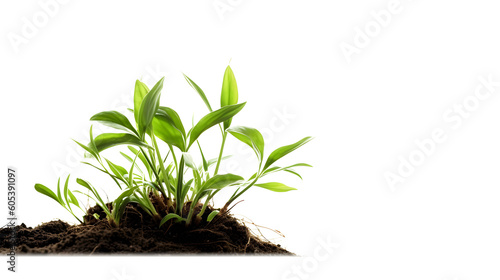 Young Shoot  Symbol of Growth and New Life on a Transparent Background PNG