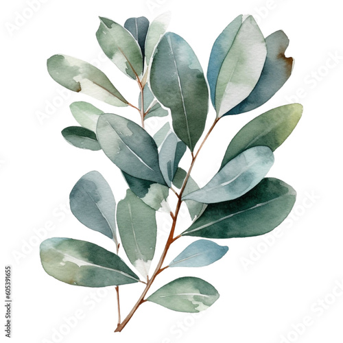 eucalyptus watercolor branch isolated on white background. Floral illustration