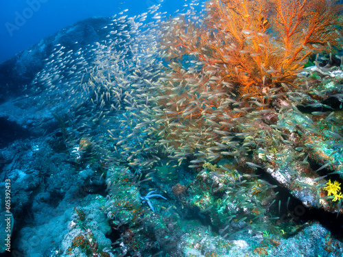 ocean reef coral seafan scuba diving fish solfcoral redcoral greedcoral openwater marine underwater plants photo